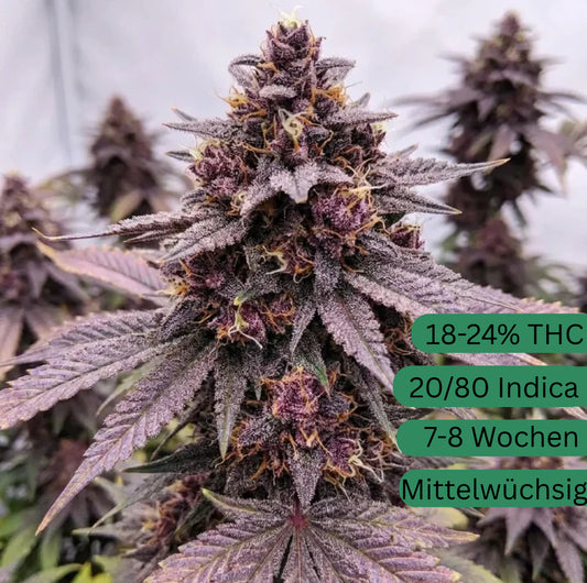 Purple Punch Autoflower Hanfsämling [PPA]