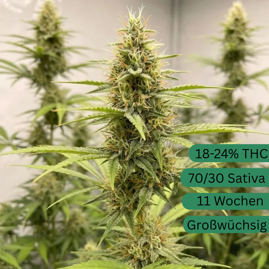 Amnesia Automatic cannabis seeds