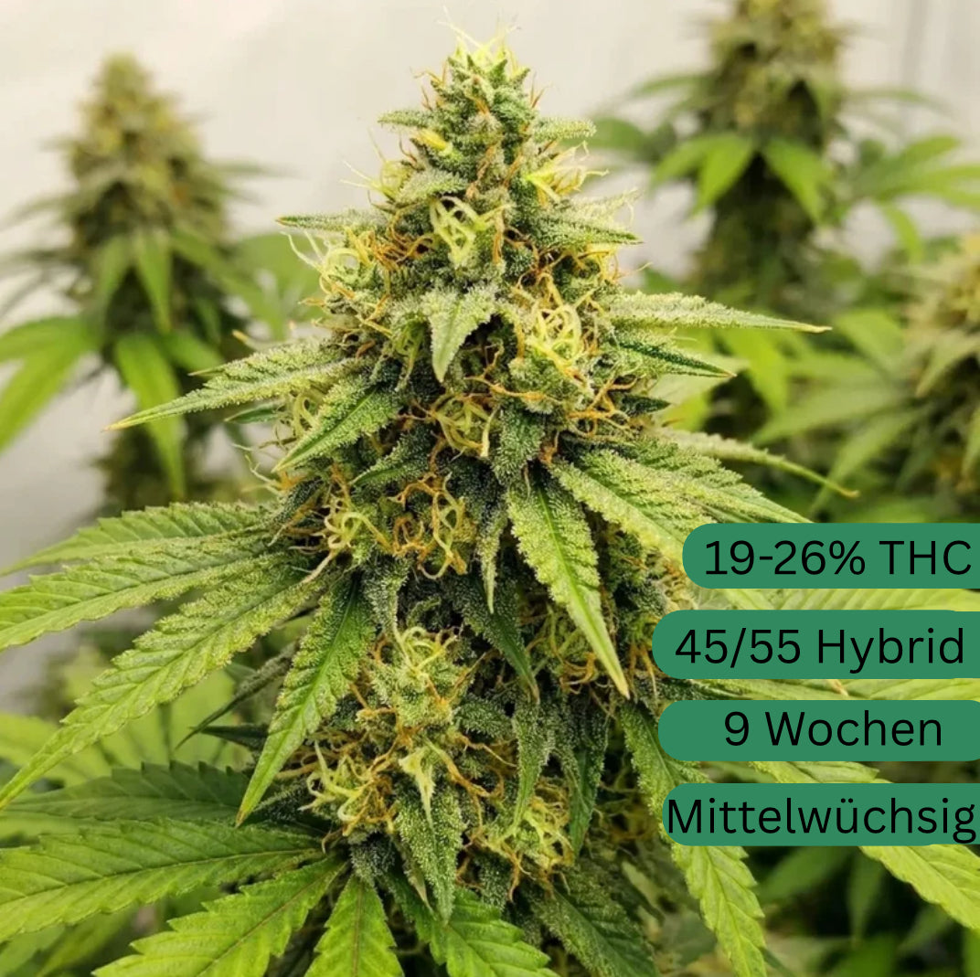 Gelato Automatic Hemp Seeds