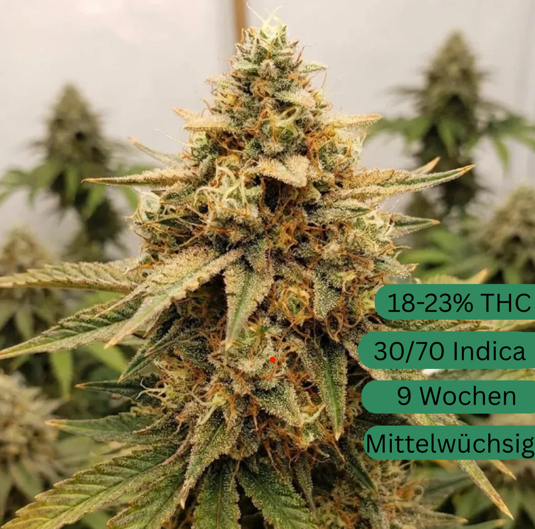 Cream Mandarin Automatic Cannabis Seeds
