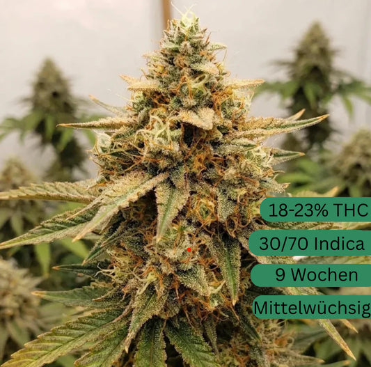 Cream Mandarine Autoflower Hanfsämling [CMDA]
