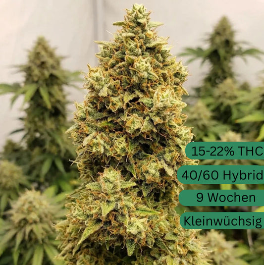 Critical Autoflower Hanfsämling [CA]