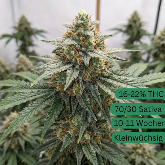 AK47 Autoflower Hanfsämling [AKA]