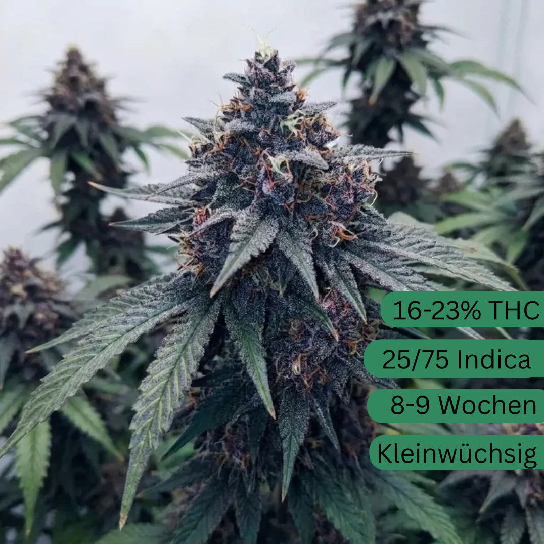 Blueberry Autoflower Hanfsämling [BBA]