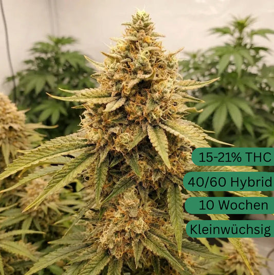 Cream Magnum Autoflower Hanfsämling [CMGA]