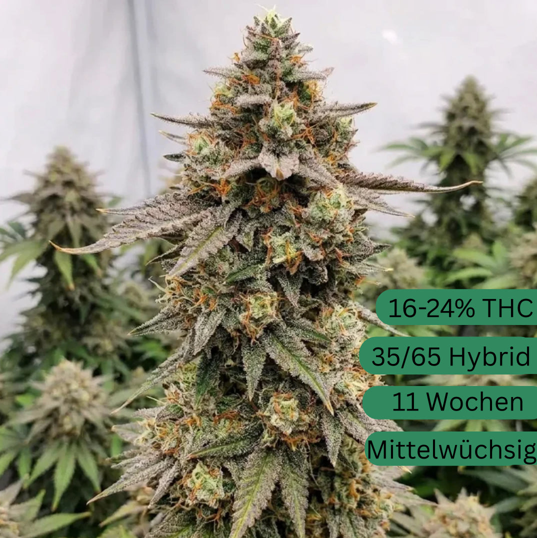 Cookies Autoflower Hanfsämling [COOA]