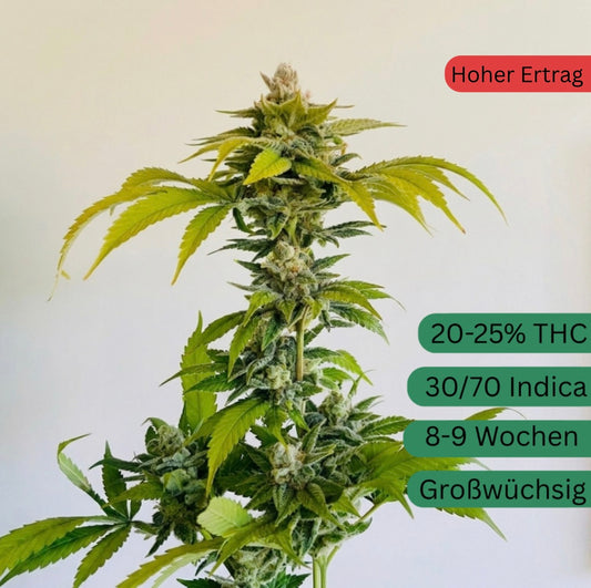 Strawberry Guave Hanfsteckling [SG]