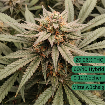 Bruce Banner Autoflower Hanfsämling [BRA]
