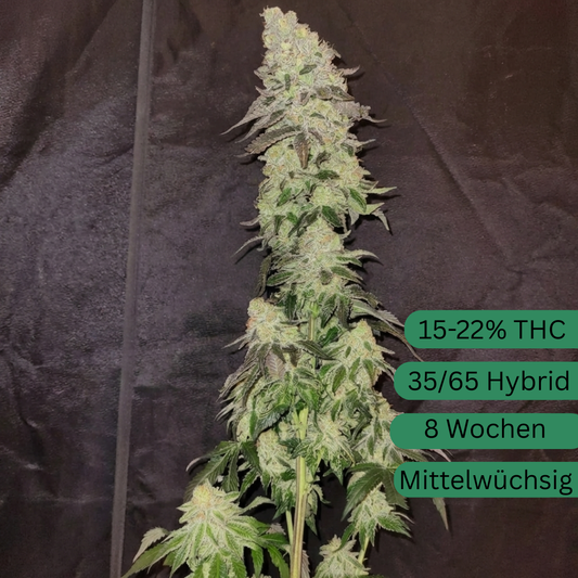 Mimosa x Orange Punch Hanfsteckling [MOP]