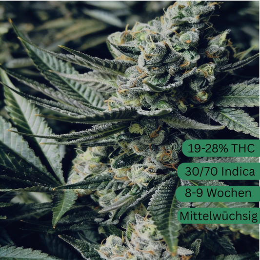 Girl Scout Cookies Hanfsämling groß [GSC]