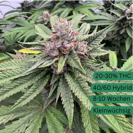 Lemon Cherry Gelato Hanfsteckling [LCG]