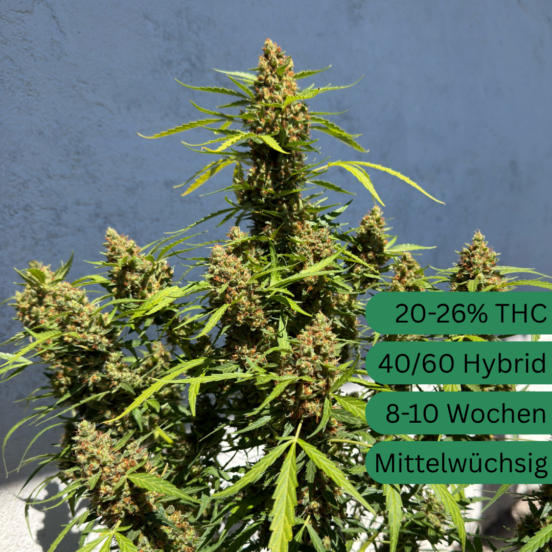 Mango Runtz Autoflower Hanfsämling [MRA]