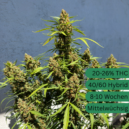 Mango Runtz Autoflower Hanfsämling [MRA]