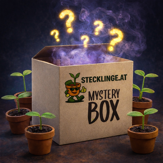 Mystery Box (3 zufällige Hanfstecklinge)