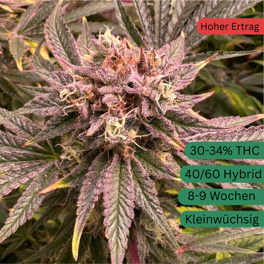 Pineapple Fruz Hanfsteckling [PF]