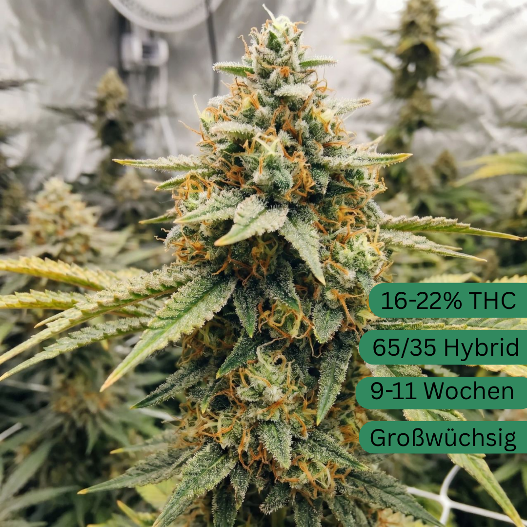 Pineapple Express Autoflower Hanfsämling [PEA]