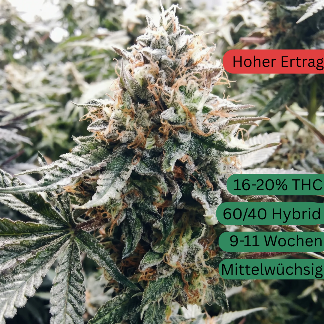 Power Plant Autoflower Hanfsämling [POWA]