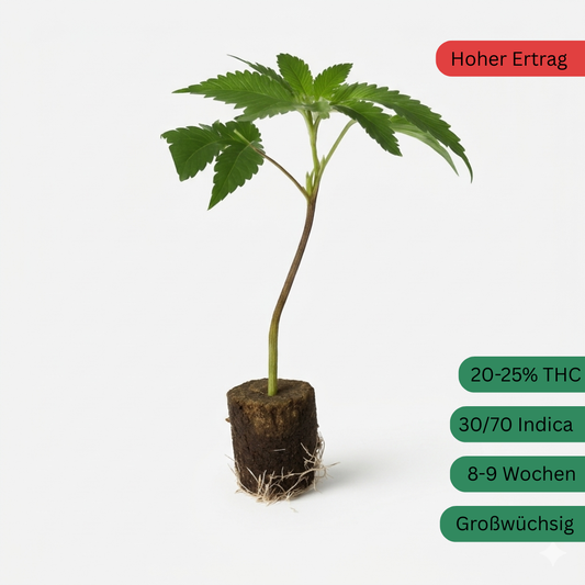 Strawberry Guave Hanfsteckling [SG]