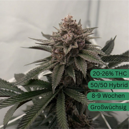 Super Buff Cherry#26 Hanfsteckling [SBF]