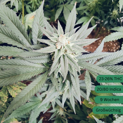 Wedding Cake Hanfsteckling [W]