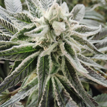 Semillas de cáñamo para pastel de bodas