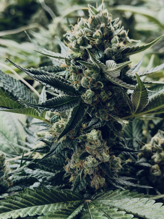 Gorrilla Glue#4 Hanfsämling
