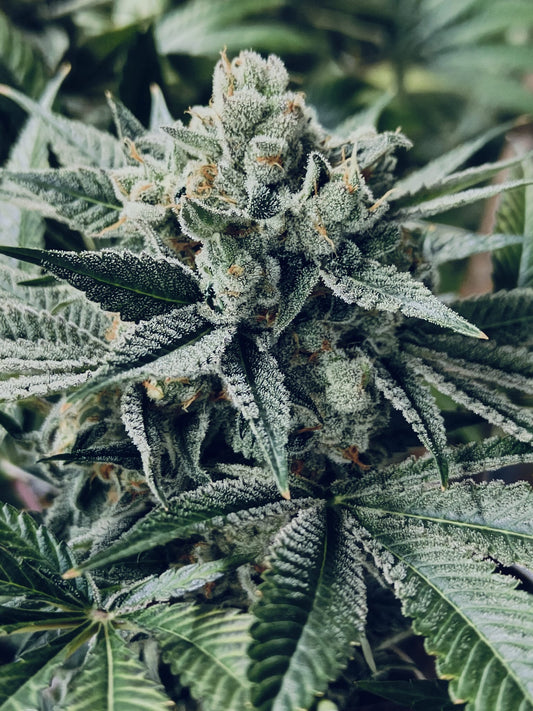 White Widow Hanfsämling