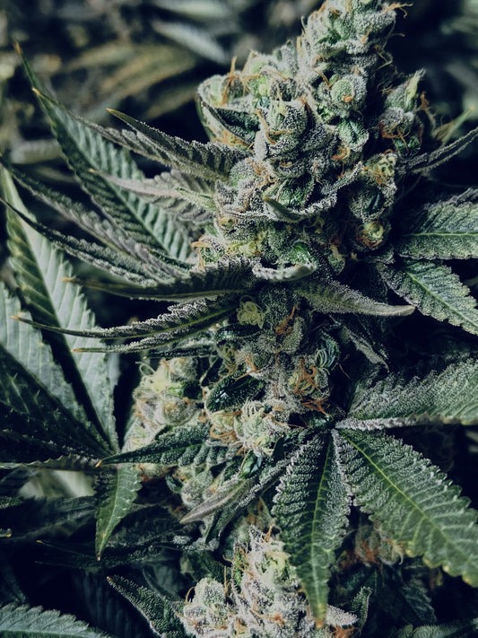 Girl Scout Cookies Hanfsämling