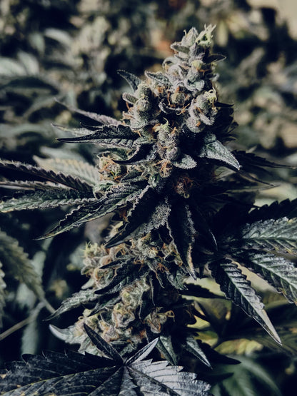 Ice Cream Cake Hemp Seeds