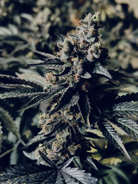 Pastel de helado con semillas de cáñamo