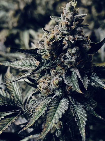 Ice Cream Cake Hemp Seeds