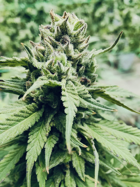 Lemon Haze Hanfsämling