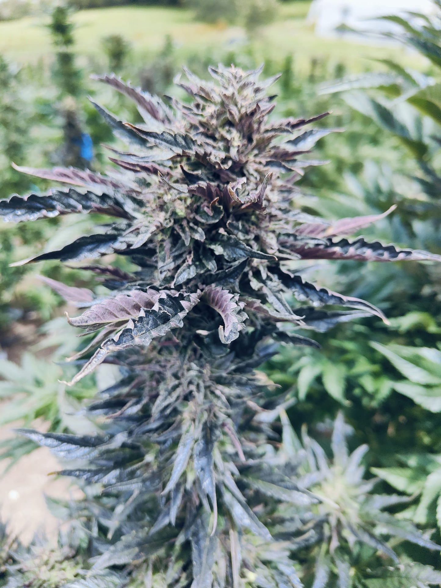 Rainbow Sherbert#11 Hanfsteckling [RS]