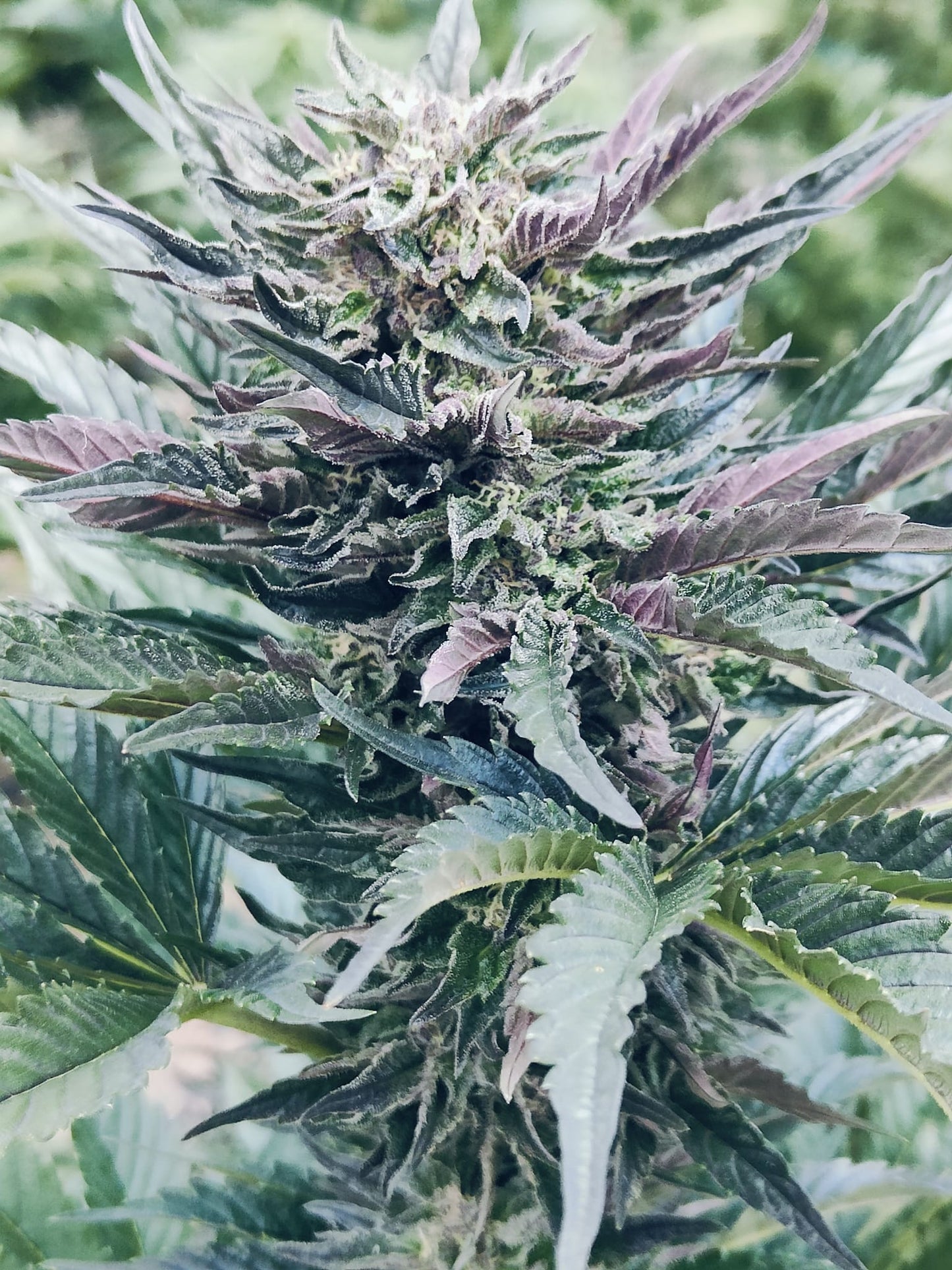 Rainbow Sherbert#11 Hanfsteckling [RS]