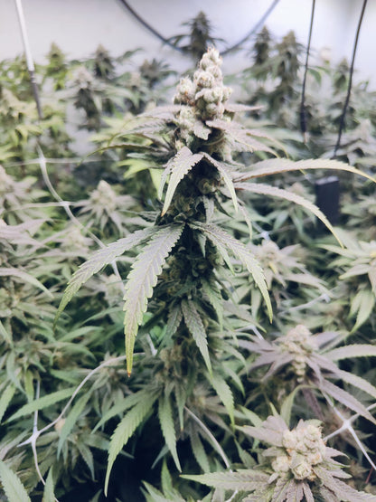 Apricot Banana OG cannabis seeds