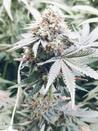 Tropicana Pie hemp seeds