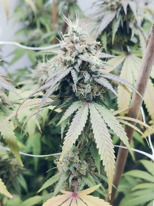 Papaya Dream Hanfsämling