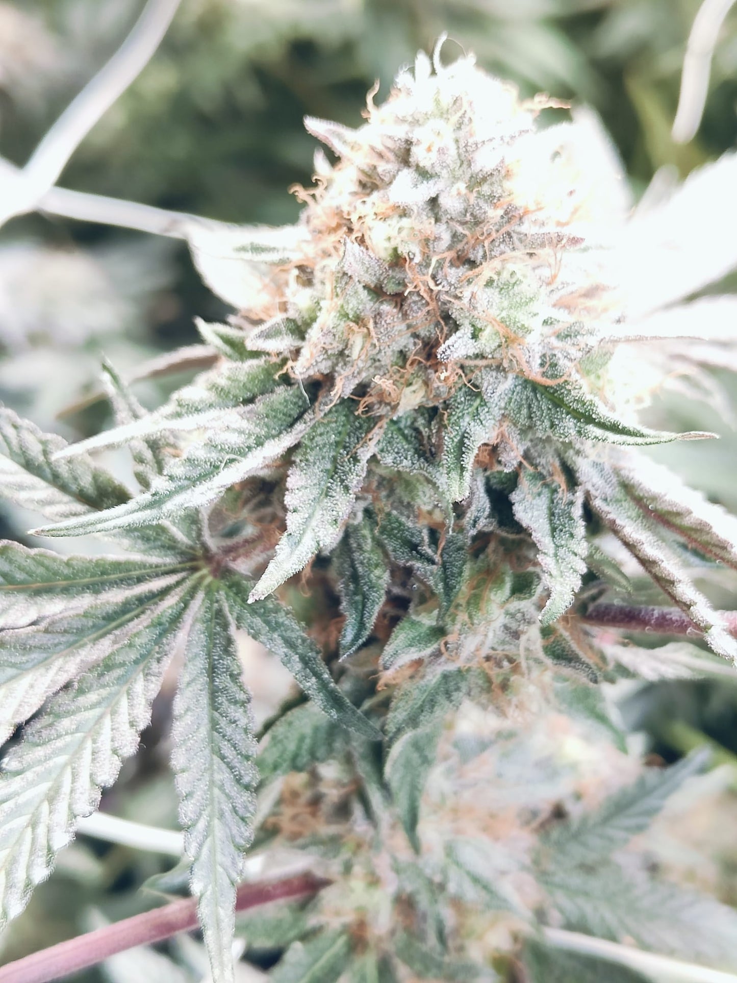 Alien Cookie OG Hanfsämling