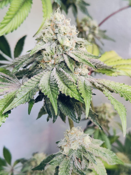 Sour Chem Kush Hanfsämling