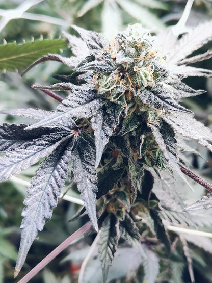 Black Runtz hemp seeds