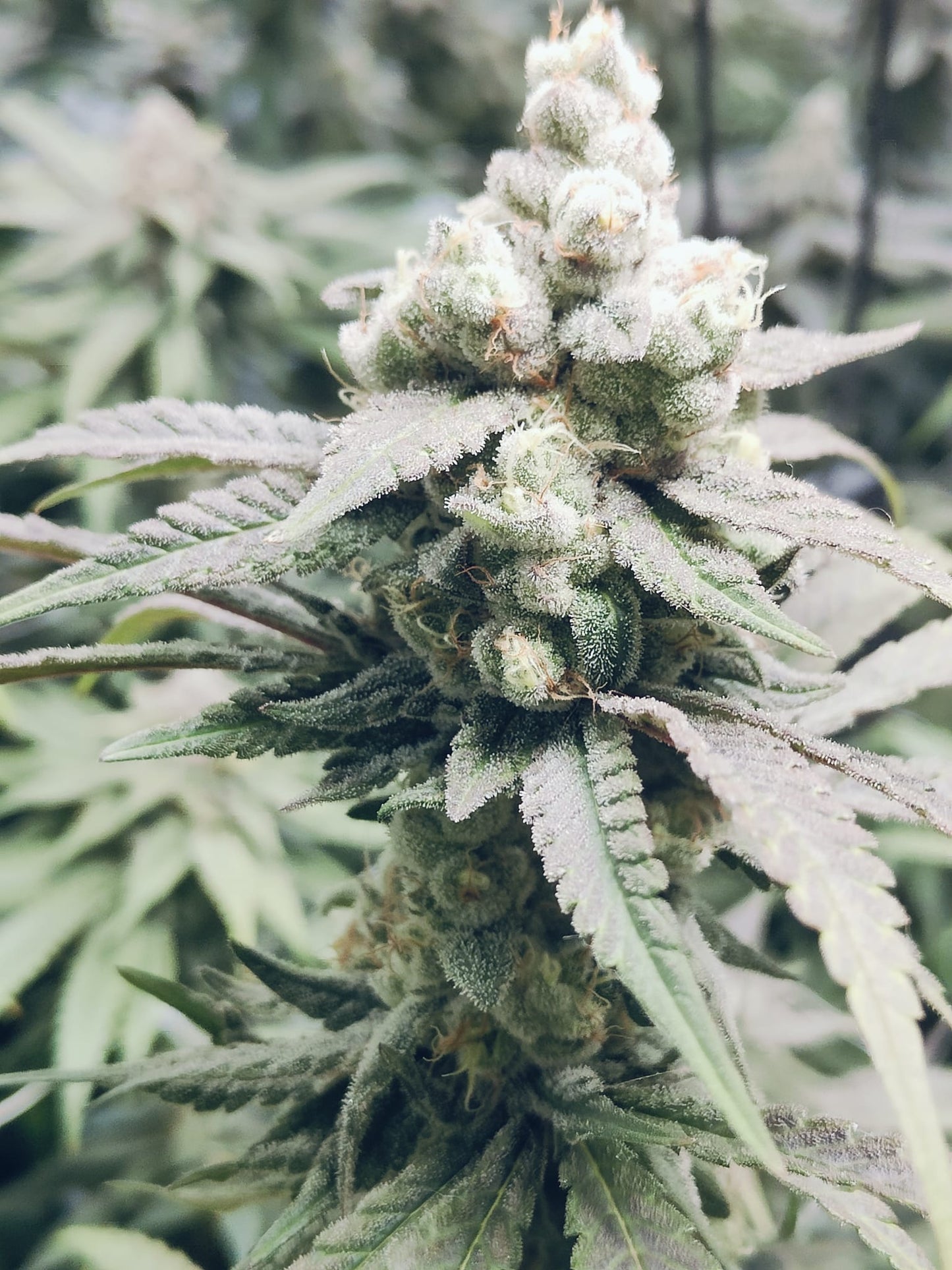 Apricot Banana OG Hanfsämling