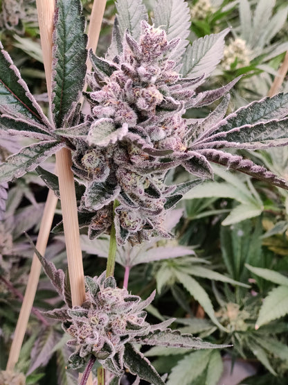 Rainbow Sherbert#11 Hemp Cutting [RS]