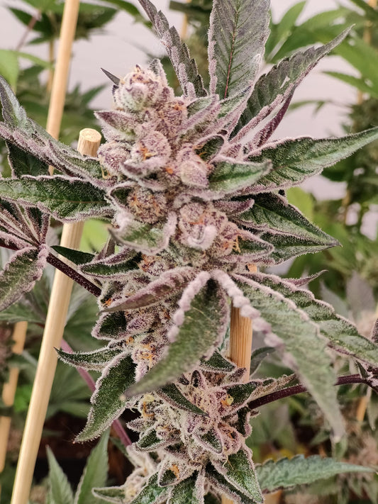 Semillas de cáñamo Sherbert de Ingrid