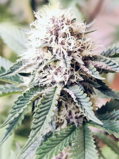 Tropicana Pie hemp seeds