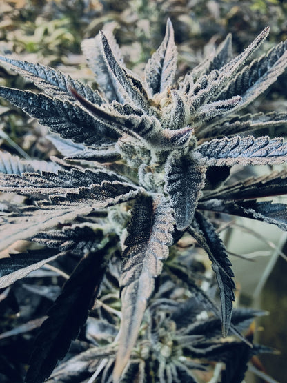 Black Runtz hemp seeds