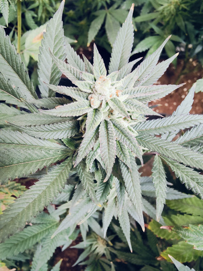 Semillas de cáñamo para pastel de bodas