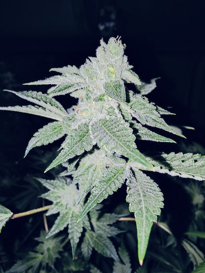 Apple Fritter Hanfsämling