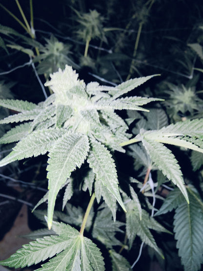 Apple Fritter Hanfsämling