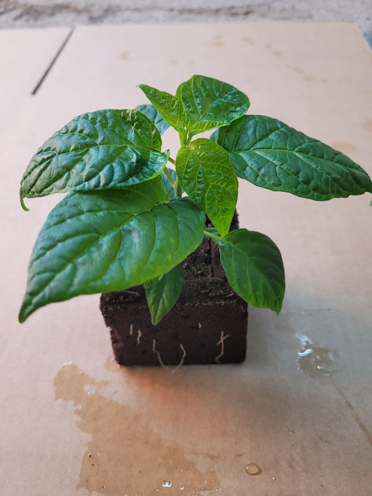 Aji Charapita Chili