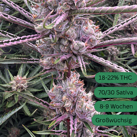 Amnesia Cannabis Seedling large [A]